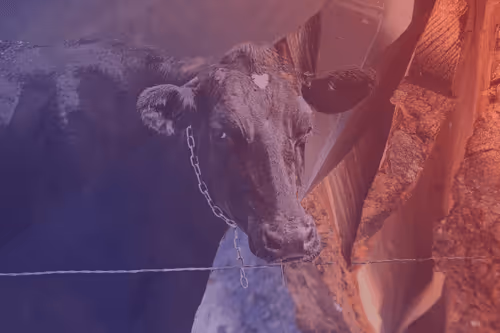 Item #111652930109264043611935341067736255756439208084570795366540966574255654305793 Media