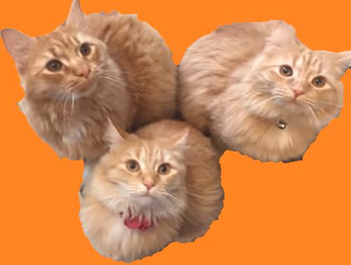 Item #94805265999709624542573221324772378019818175988873368548427765412889173688321 Media