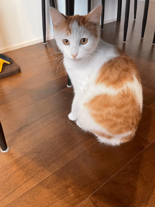 Item #57432309319676179700798702069366385585354272226932054472084541769311567478785 Media