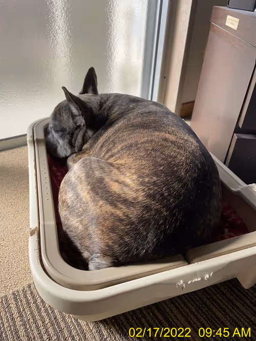 Item #99685864258770601277757069699041273913103300030191572471139504616356957913089 Media