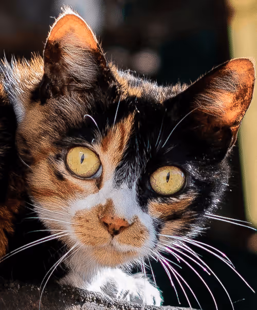 Item #68974856610287891345398477420152131783231641207281089982933452523112643952641 Media