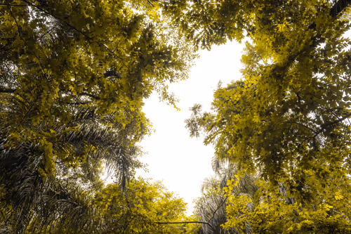 Item #68974856610287891345398477420152131783231641207281089982933452463739016052737 Media