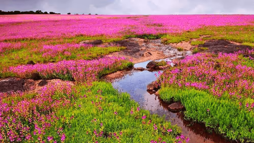 Item #39916610678052500138596211548792698776473563312308341193271399295113916055553 Media