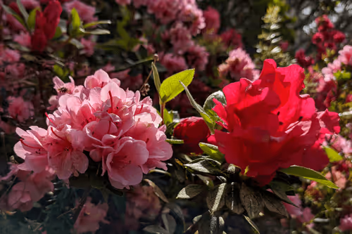 Item #39075669952795110311488058078452160275975432518977374571902800559641158746113 Media