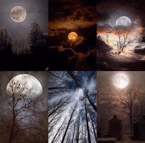 Item #109710830588480399268409455357539415839296167473445884238230358532999968980993 Media