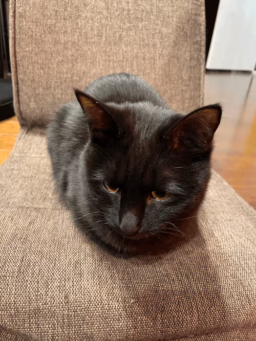 Item #57432309319676179700798702069366385585354272226932054472084542158538683711489 Media