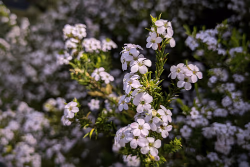 Item #39075669952795110311488058078452160275975432518977374571902800599223577346049 Media