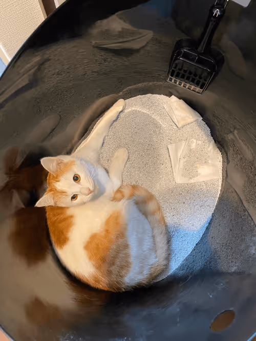 Item #57432309319676179700798702069366385585354272226932054472084541762714497712129 Media