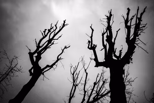 Item #107587369176355118224849066476637418840601725227282520277349829773506342027265 Media