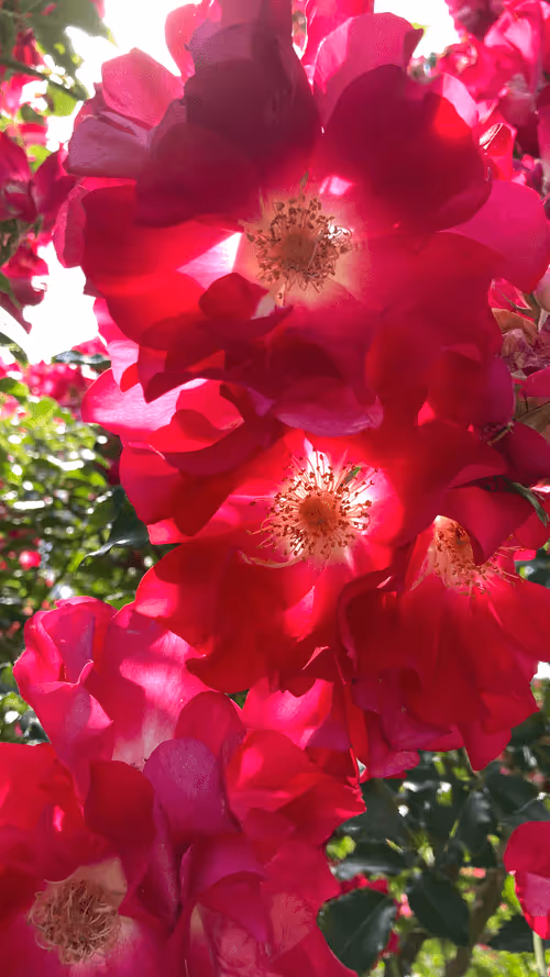 Item #56830776345856079279648852457155923858303309169093496027056771537919646105601 Media