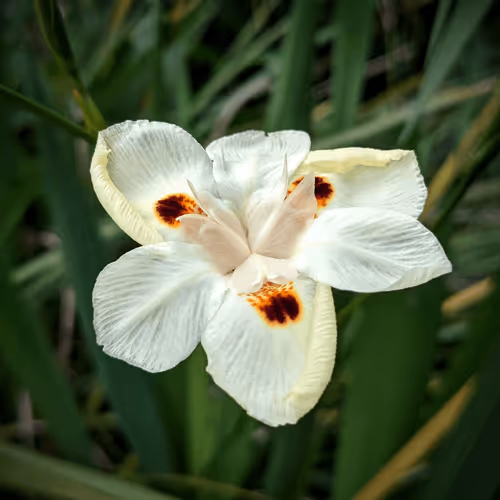 Item #39075669952795110311488058078452160275975432518977374571902800610218693623809 Media