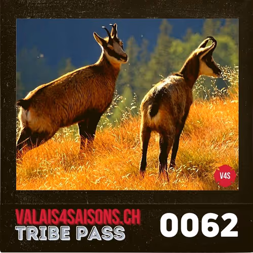 Item #39786290344722078492380092335018152769613718580951651570433323159047037255681 Media