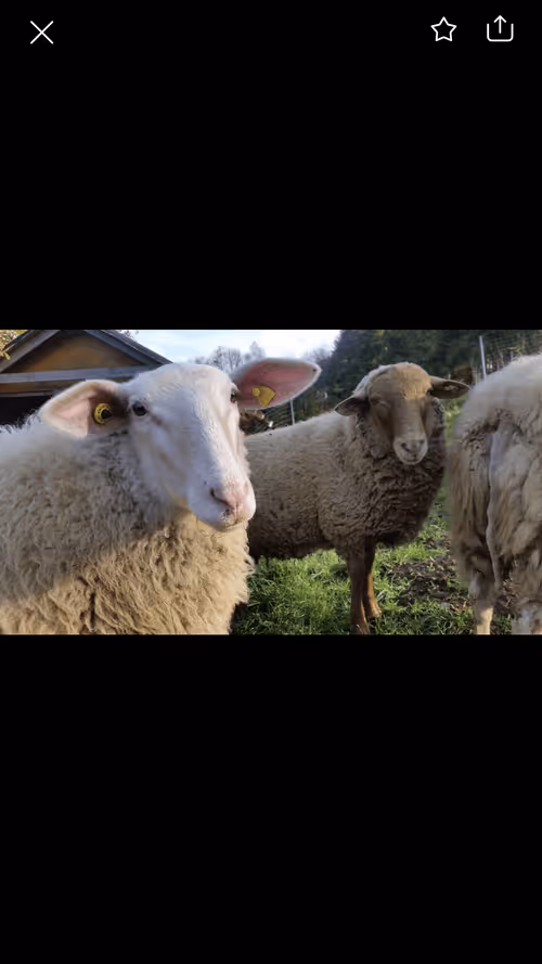 Item #68317260742938069255707651162310649900722993186514356458162439263096879972353 Media