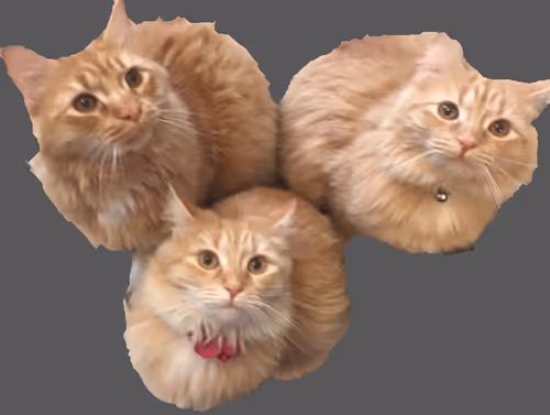 Item #94805265999709624542573221324772378019818175988873368548427765411789662060545 Media