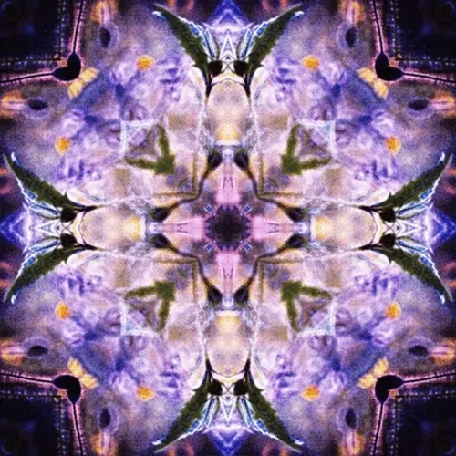 Item #33273431064062745158281459223994481396408298461003960329838769676638857723909 Media