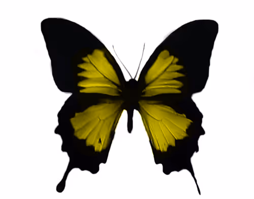 Item #114870335106955473169093684983485936452695297859029117914503749912000024543233 Media