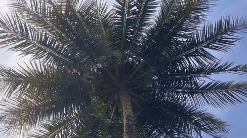 Item #39916610678052500138596211548792698776473563312308341193271399258830032338945 Media