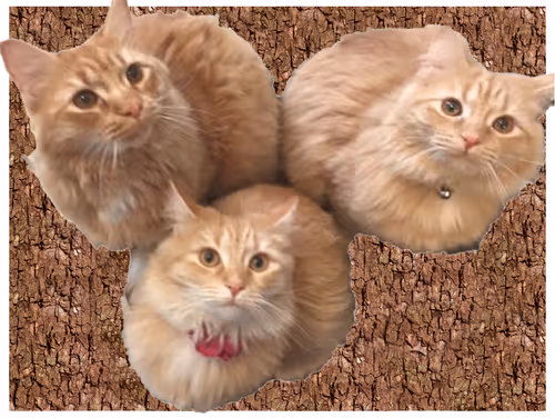 Item #94805265999709624542573221324772378019818175988873368548427765416187708571649 Media