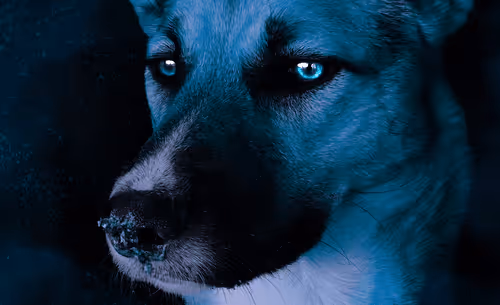 Item #21998851563374024830855734548406497871386812282373369252123987921375898632292 Media