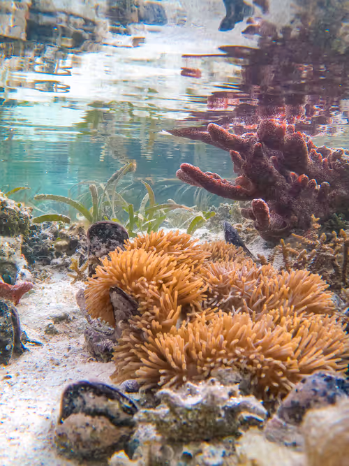 Item #70066624690397552921667918270494294154286600665403719095219808700463910486017 Media