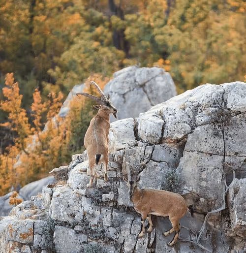 Item #60890749317073990146176085916393578001666683661405508861814455522961108500481 Media