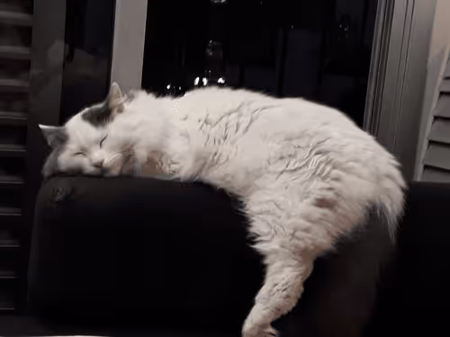 Item #100987562478615090360707683217889240424329144590499080212126269538322941476865 Media