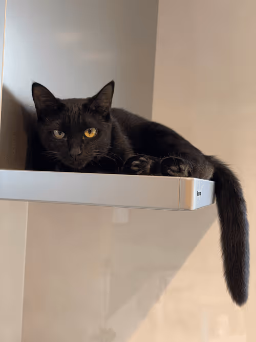 Item #57432309319676179700798702069366385585354272226932054472084541952930009317377 Media