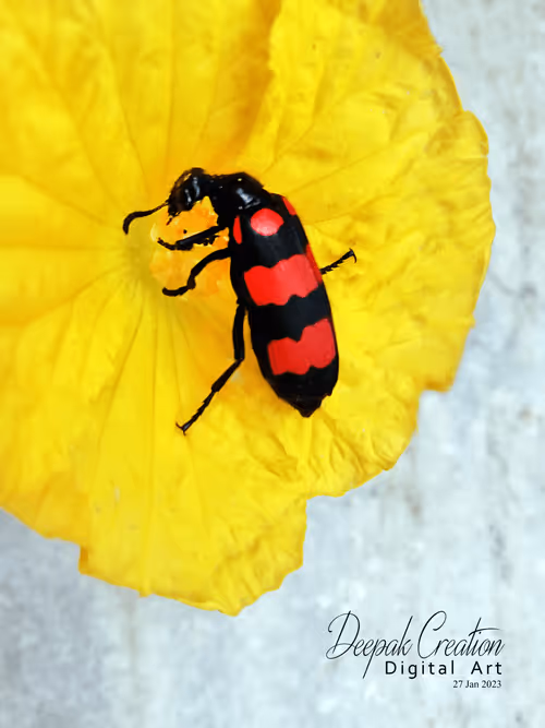 Item #54982935848129991973556064689647480390460762275352014366591179454006004023297 Media