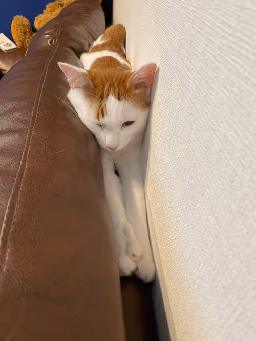 Item #57432309319676179700798702069366385585354272226932054472084541936437334900737 Media