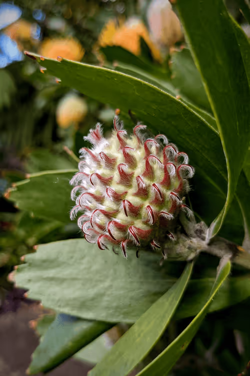 Item #39075669952795110311488058078452160275975432518977374571902800581631391301633 Media