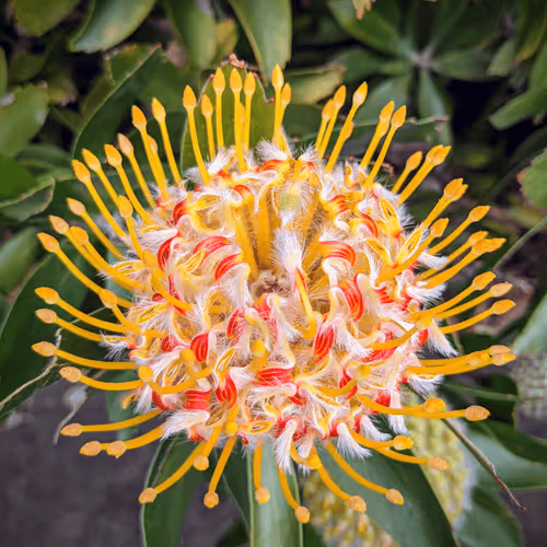 Item #39075669952795110311488058078452160275975432518977374571902800587128949440513 Media