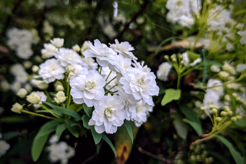 Item #39075669952795110311488058078452160275975432518977374571902800560740670373889 Media