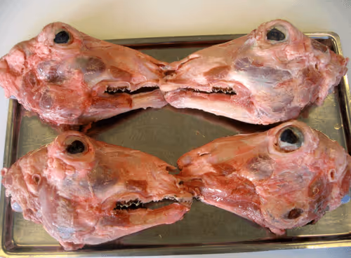 Item #5720074251812910944226860617516905686540813310849111253305179974895835021313 Media