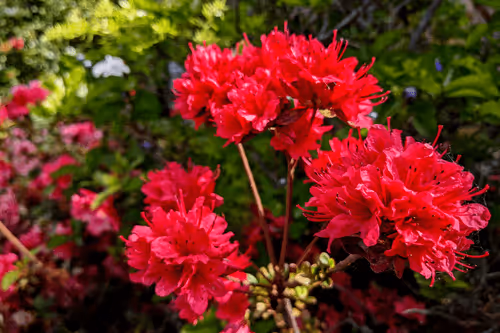 Item #39075669952795110311488058078452160275975432518977374571902800557442135490561 Media