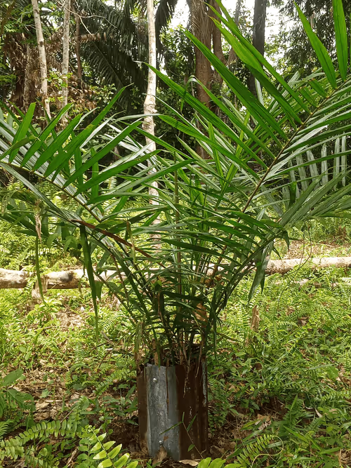 Item #96137145267750532975836499071623955151609569050890015015293172587676798287873 Media