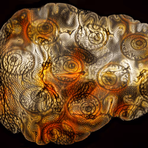 Item #29877578668728852178902598419785793077778618348046200683544678277766153502721 Media