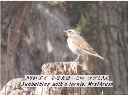 Item #105860209069510851658697483595549526517143773271628059867265555037995633999873 Media