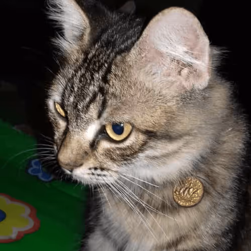 Item #63526853826198392406713632396927402135377910801782658572975433525637809176577 Media