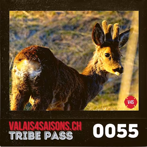 Item #39786290344722078492380092335018152769613718580951651570433323151350455861249 Media