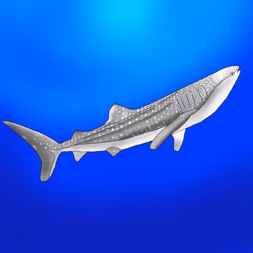 Item #1976028652343187477213533348126194211908390341740218488331024188814347206661 Media