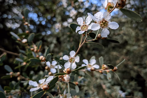 Item #39075669952795110311488058078452160275975432518977374571902800591526995951617 Media