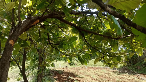 Item #39916610678052500138596211548792698776473563312308341193271399259929543966721 Media