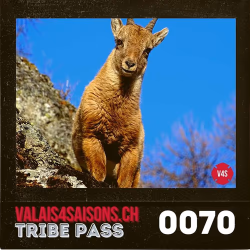 Item #39786290344722078492380092335018152769613718580951651570433323167843130277889 Media