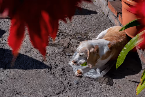 Item #68974856610287891345398477420152131783231641207281089982933452564894085808129 Media