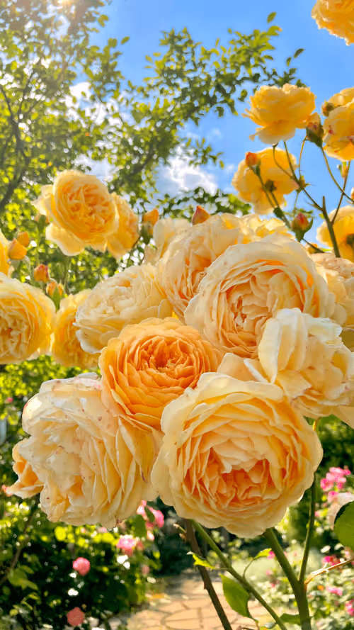 Item #56830776345856079279648852457155923858303309169093496027056771534621111222273 Media