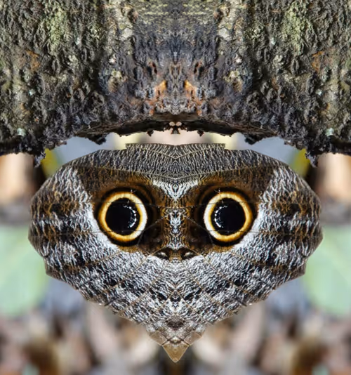 Item #39682574606744080204504595925235765362866851314107424362131136164123050508289 Media