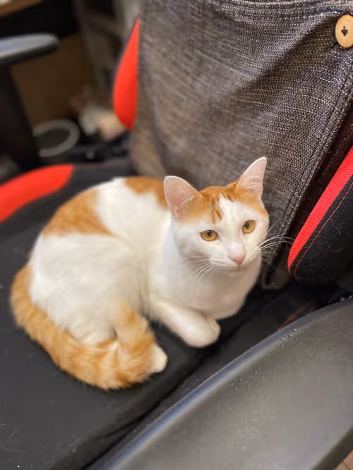 Item #57432309319676179700798702069366385585354272226932054472084542050786544189441 Media