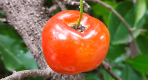 Item #39916610678052500138596211548792698776473563312308341193271399261029055594497 Media