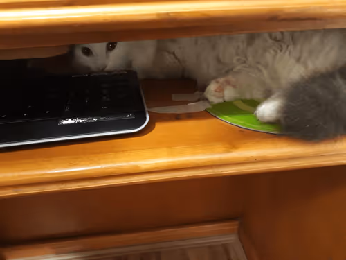 Item #100987562478615090360707683217889240424329144590499080212126269542720987987978 Media