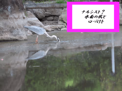 Item #105860209069510851658697483595549526517143773271628059867265555024801494467560 Media